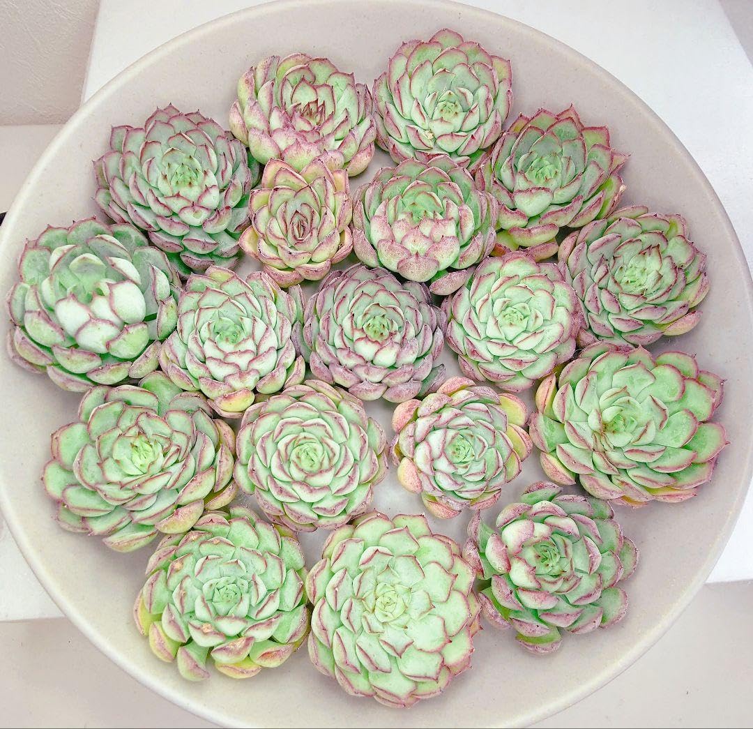 Amazon.co.jp: 超美苗大苗超レア幻のバラ18苗エケベリア多肉植物韓国苗